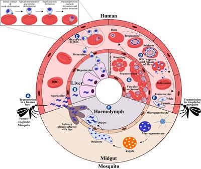 The Cellular and Molecular Interaction Between Erythrocytes and Plasmodium falciparum Merozoites